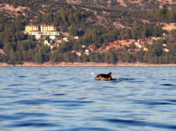 Appartamenti Nela Cres (Isola Cres)